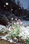 DCP 0843 Snow on Tulips 4-09-00